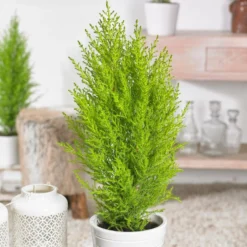 Cypress - Goldcrest Lemon 'Wilma' 2 Pack