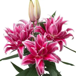 Lilium - Oriental Roselily Lorena