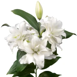 Lilium - Oriental Roselily Corolla