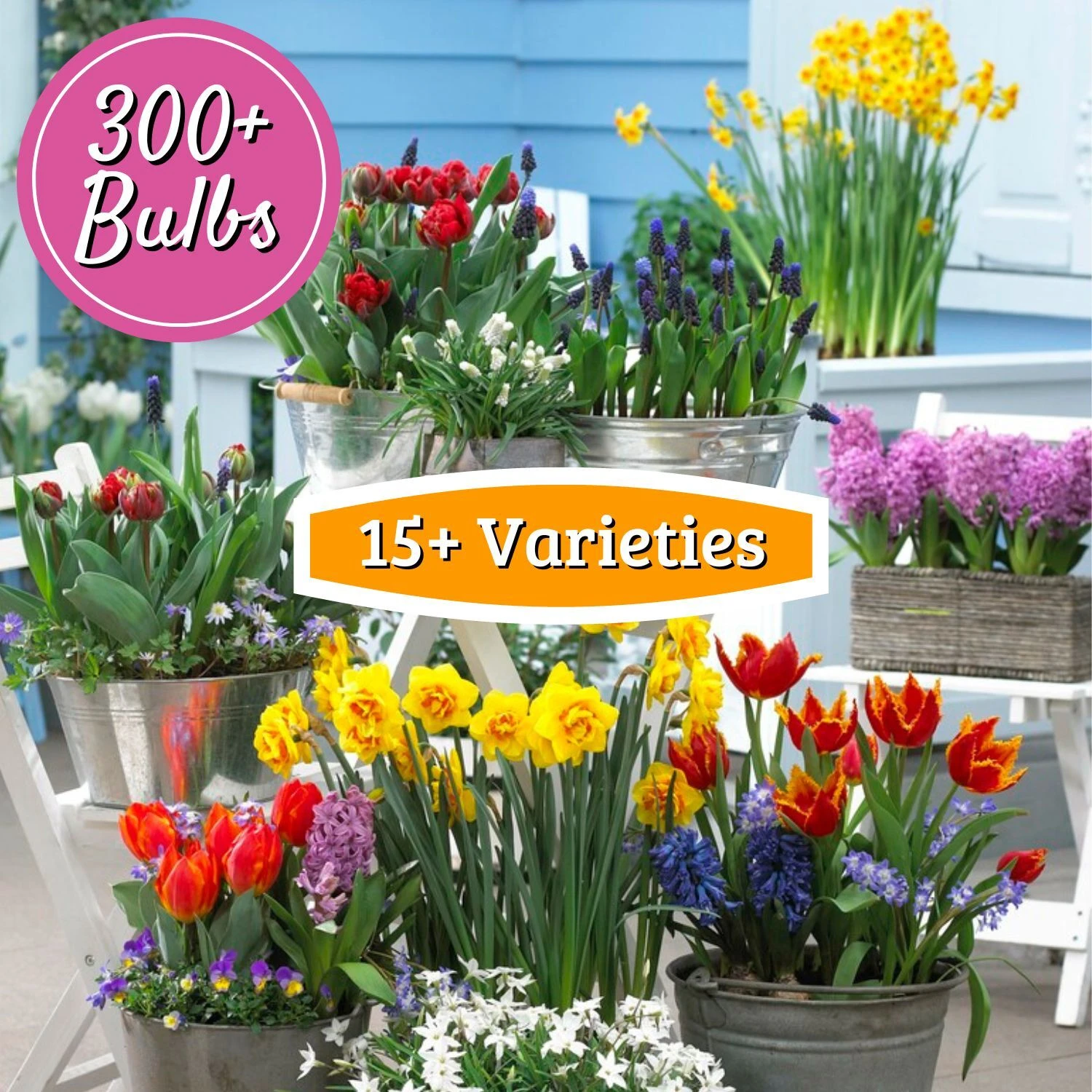Flower Bulb Adventure Pack 300+ Bulbs
