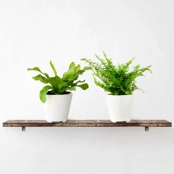 Fern Friends Houseplant Collection