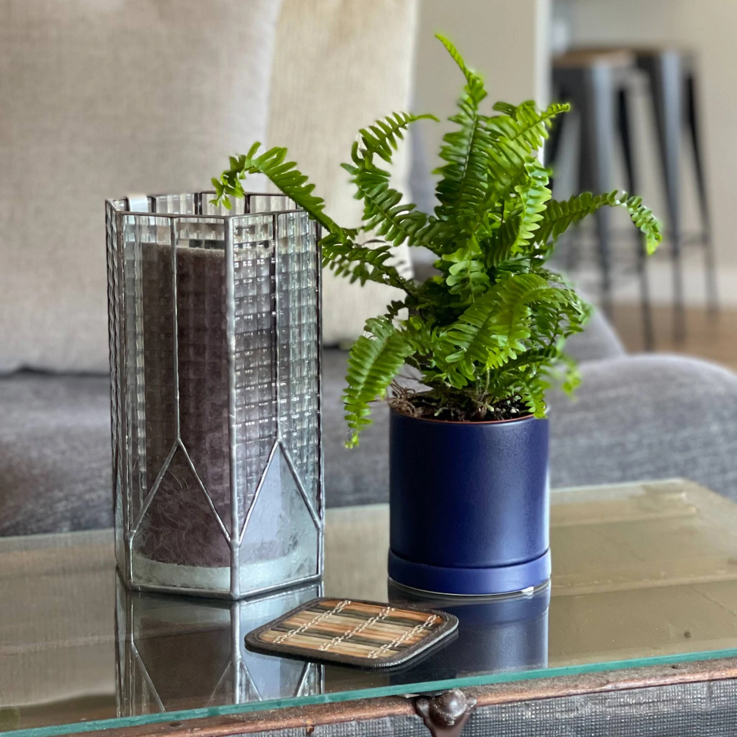 Fern - Jester's Crown Houseplant