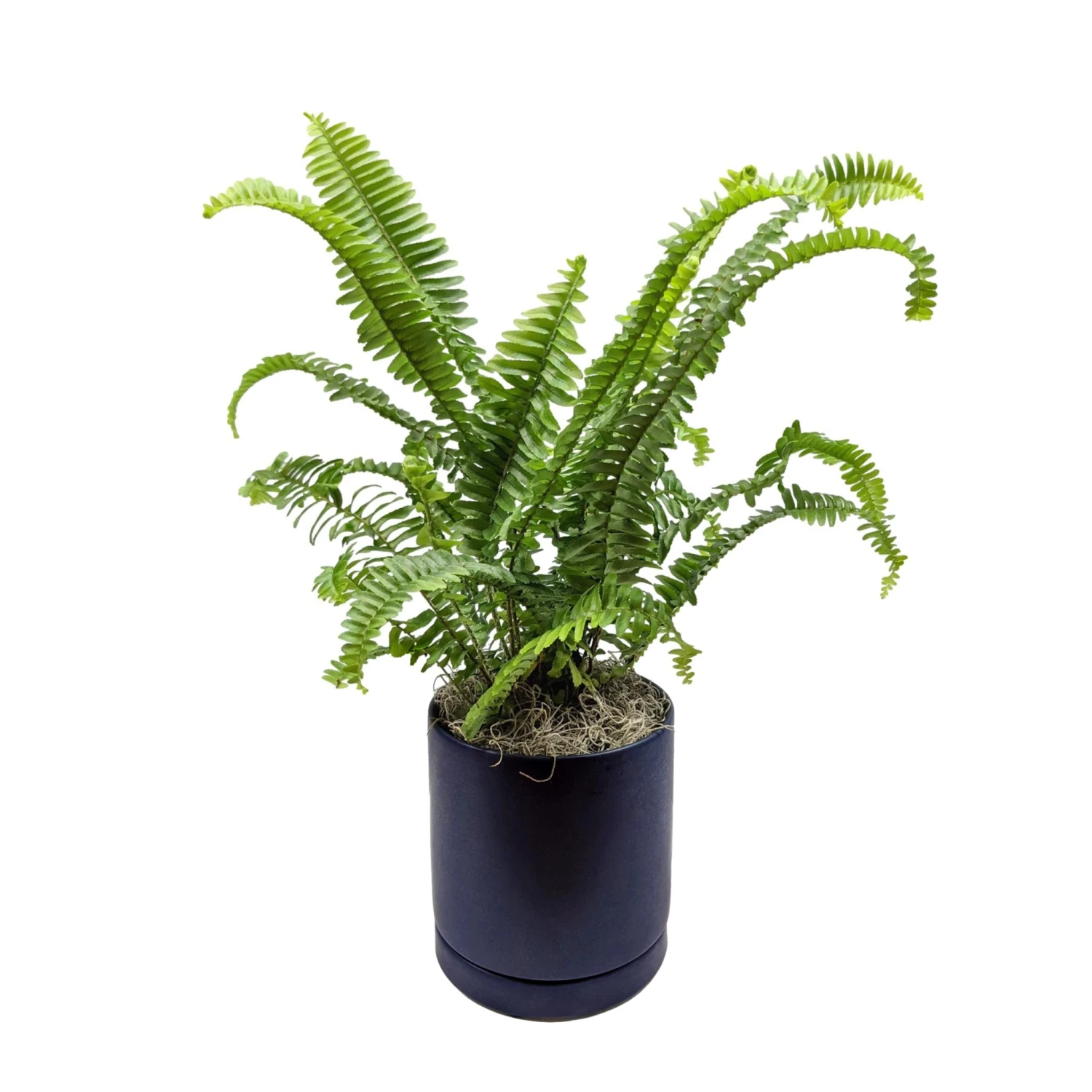 Fern - Jester's Crown Houseplant - Image 4