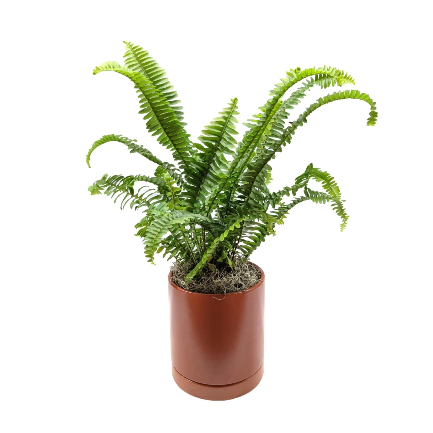 Fern - Jester's Crown Houseplant - Image 5