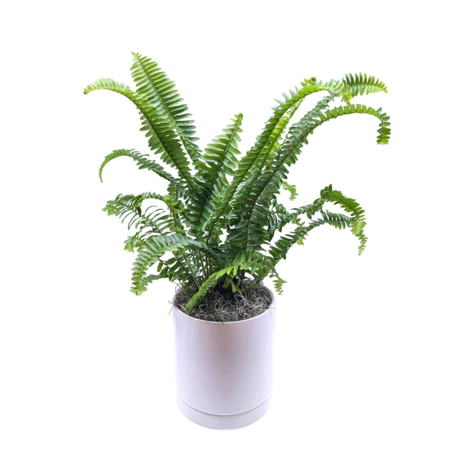 Fern - Jester's Crown Houseplant - Image 2