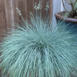 Festuca - Fescue Beyond Blue 3 Pack