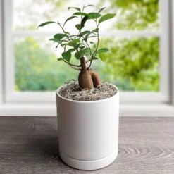 Ficus - Ginseng Houseplant