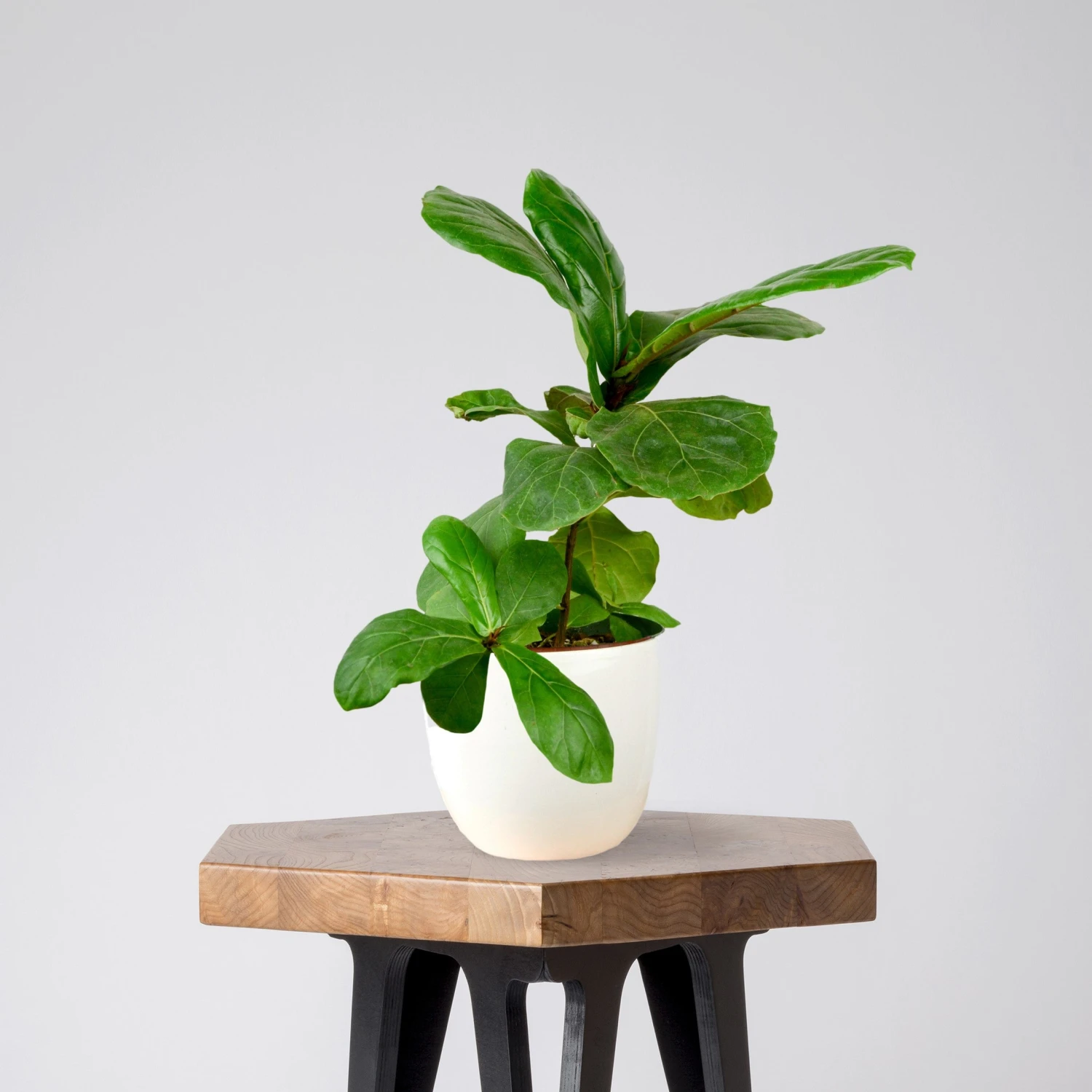 Fiddle Leaf Fig Houseplant