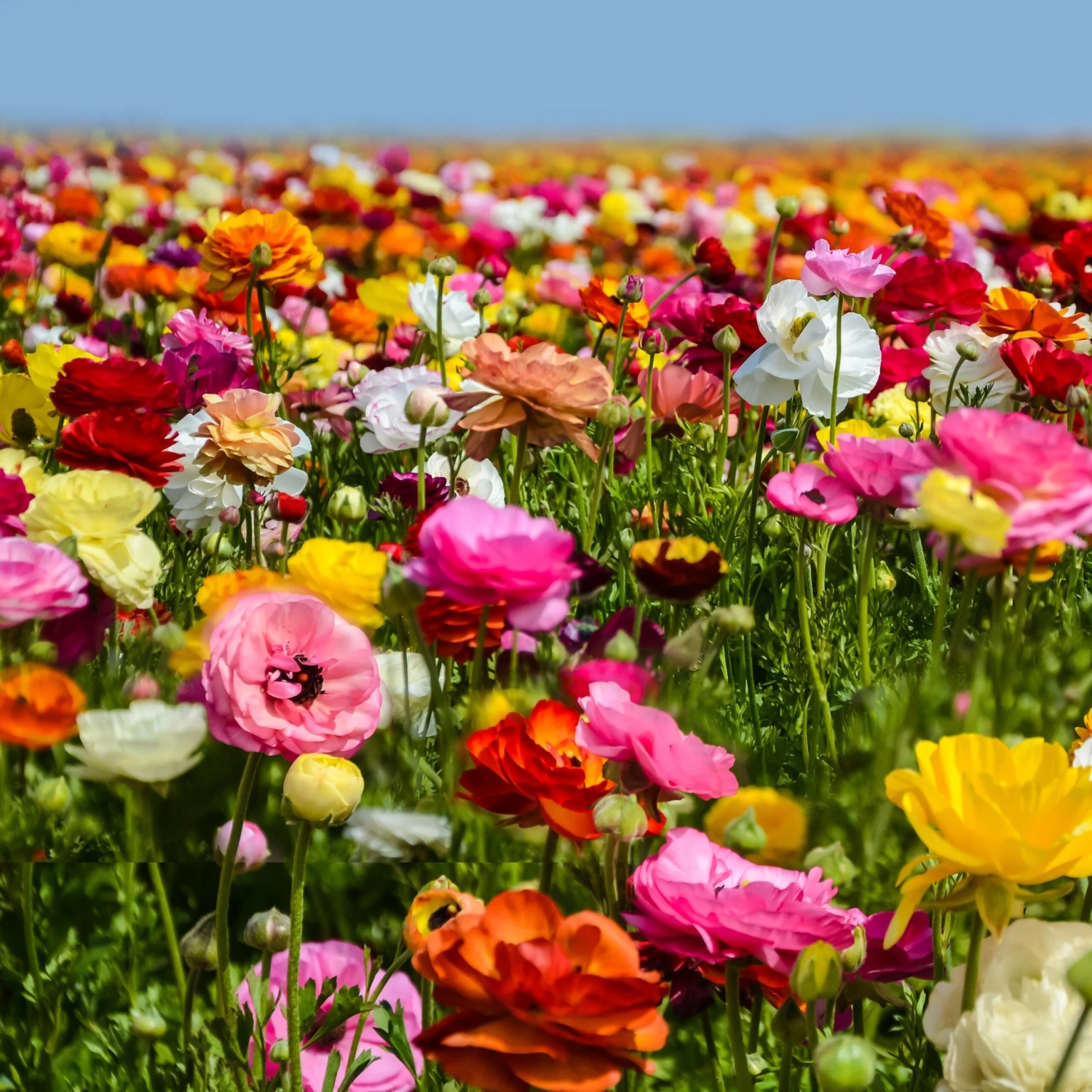 Ranunculus - Tecolote Flower Fields Collection