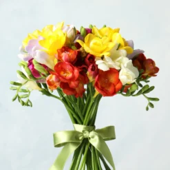 Freesia - Fire & Ice Collection