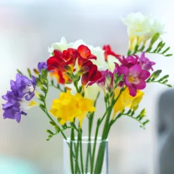 Freesia - Singles Mix