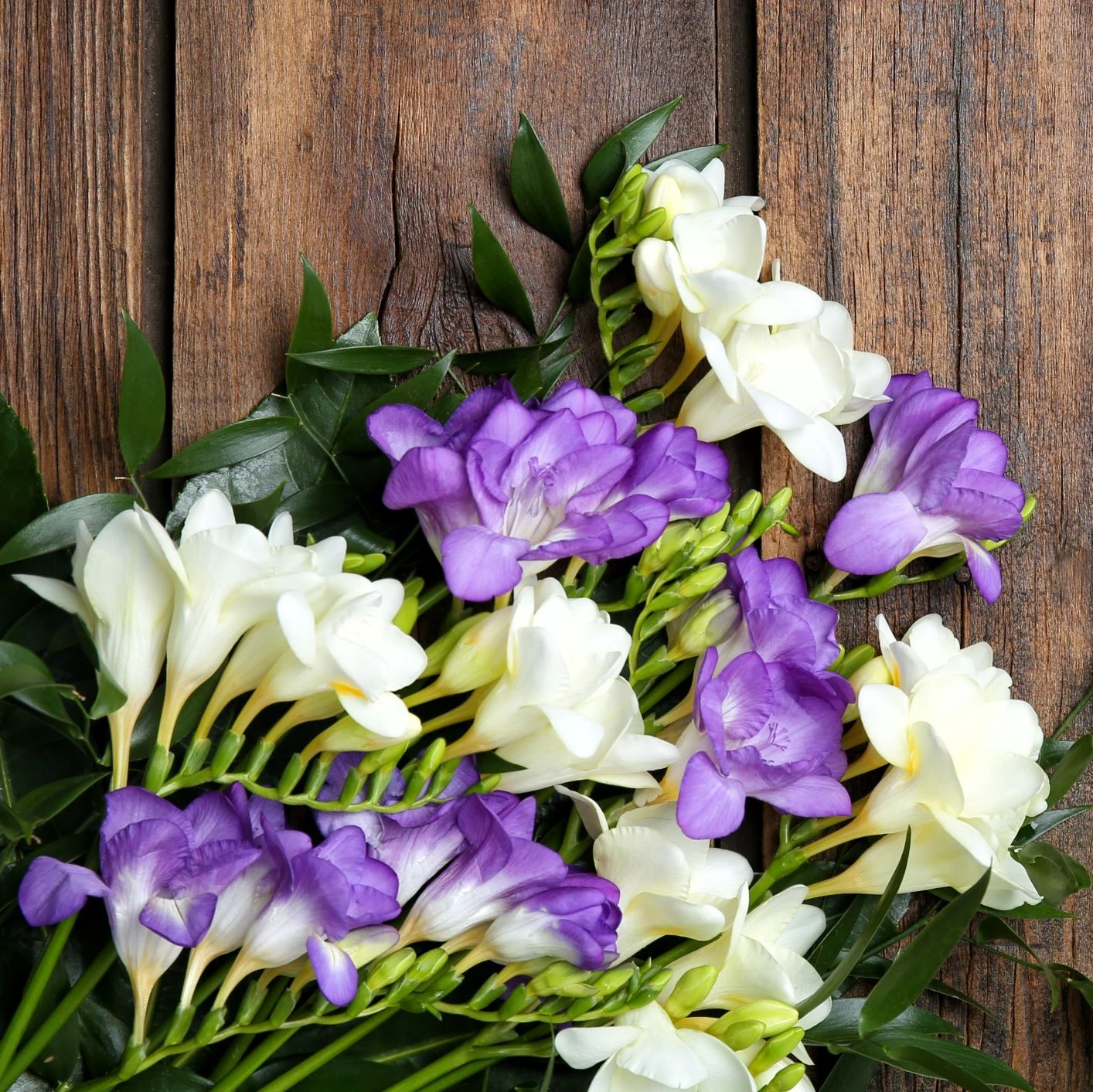 Freesia - Clear Skies Collection