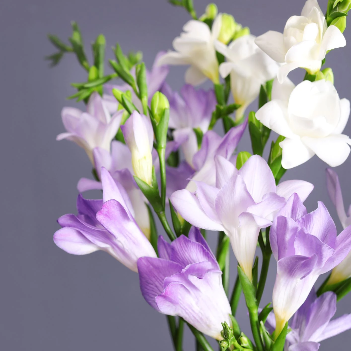 Freesia - Clear Skies Collection - Image 2