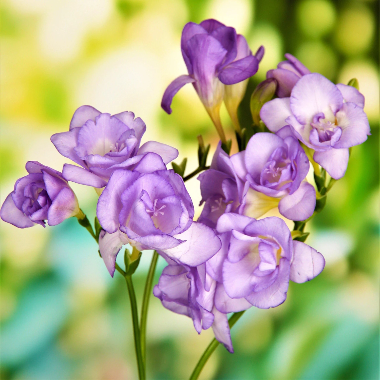 Freesia - Double Blue