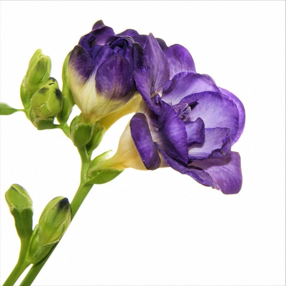Freesia - Double Blue - Image 3