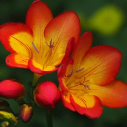 Freesia - Single Bi-Color