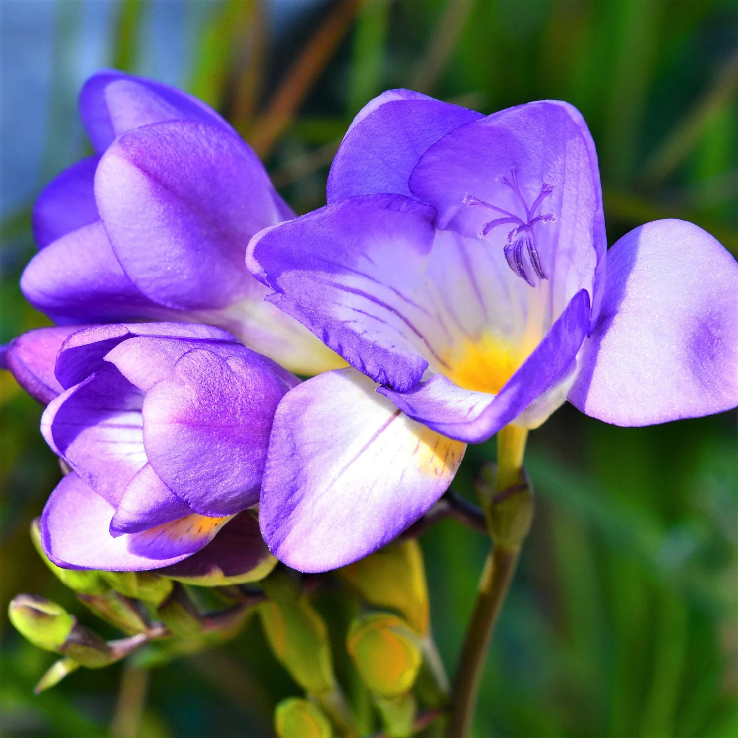 Freesia - Single Blue - Image 2