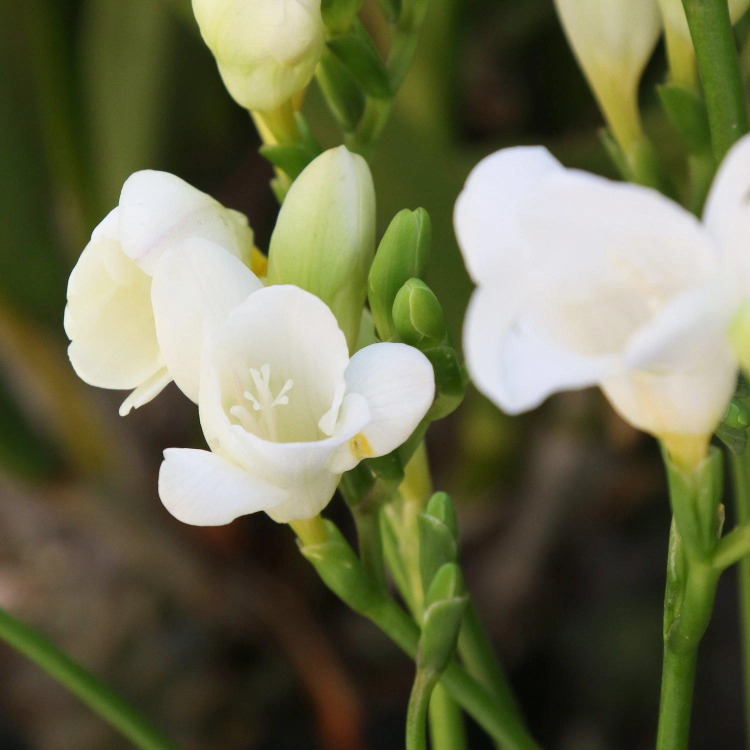 Freesia - Single White - Image 2