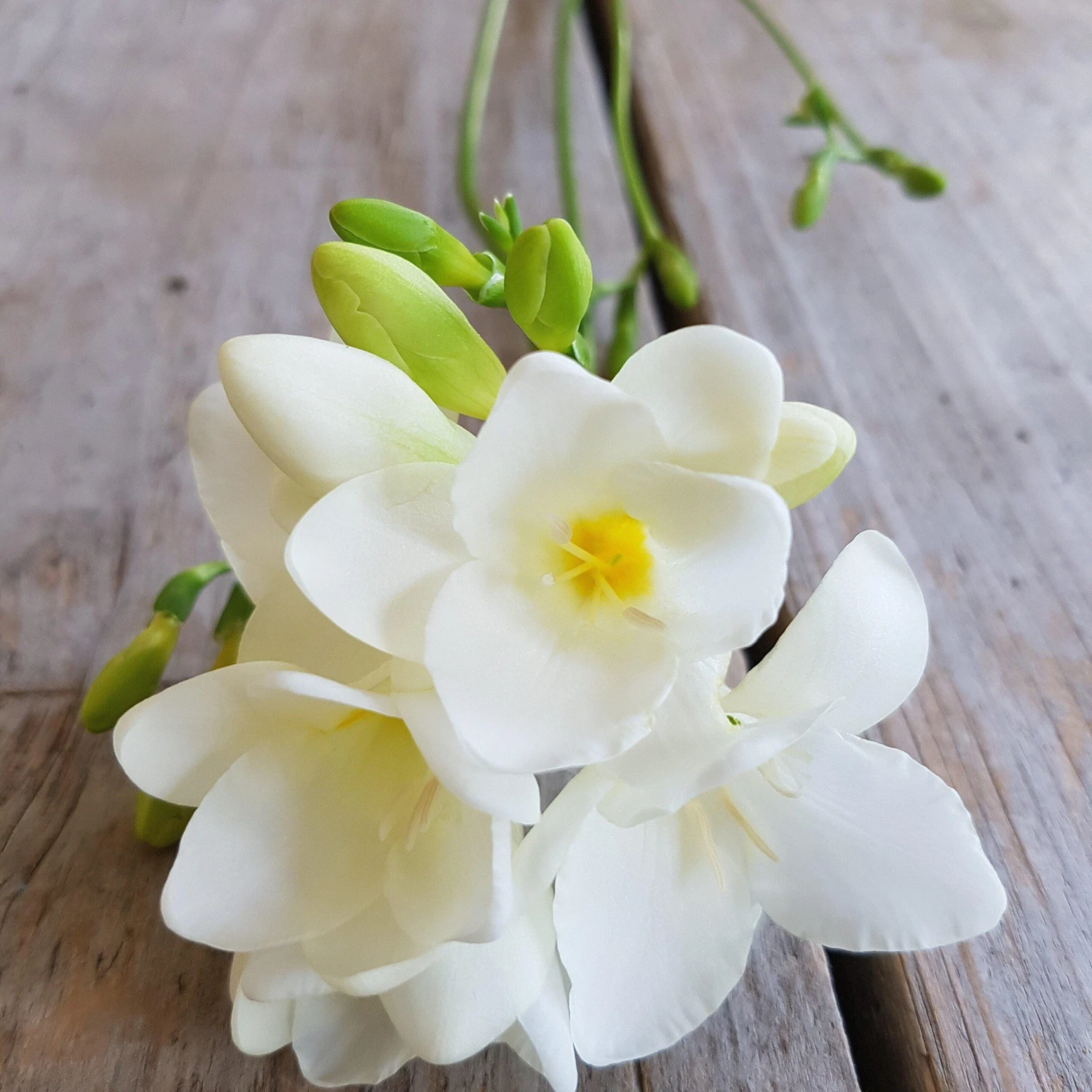 Freesia - Single White