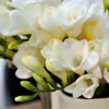 Freesia - White Wonder Collection