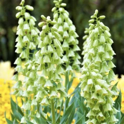 Fritillaria - Persica Alba