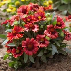 Gaillardia - Arizona Red Shades 3 Pack