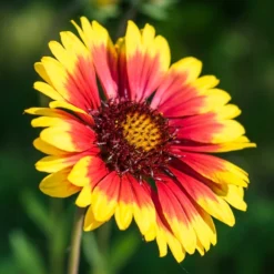 Gaillardia - Arizona Sun 3 Pack