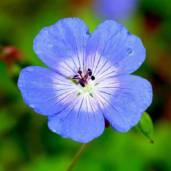 Geranium - Johnsons' Blue (Perennial)