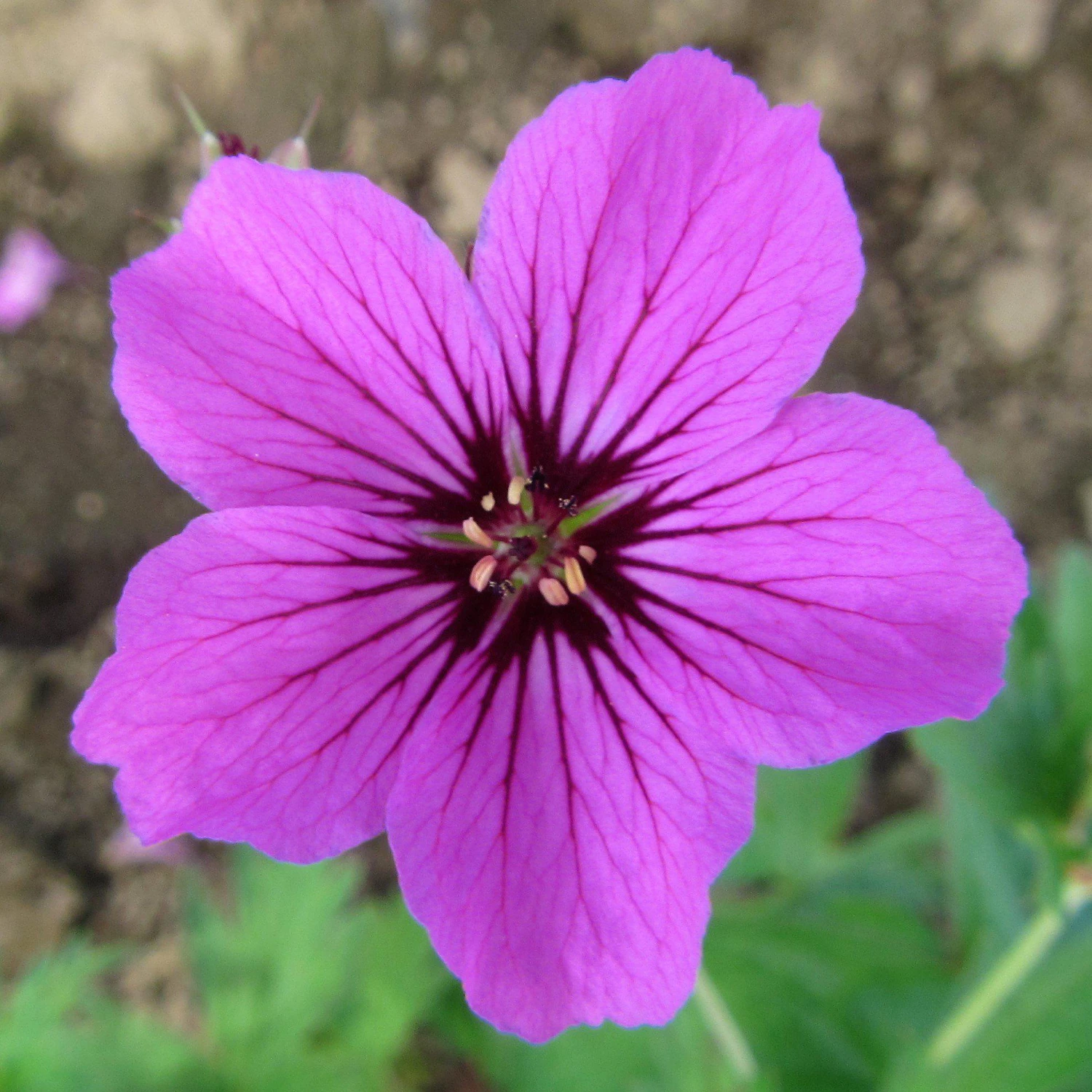 Geranium - Patricia (Perennial) - Image 3