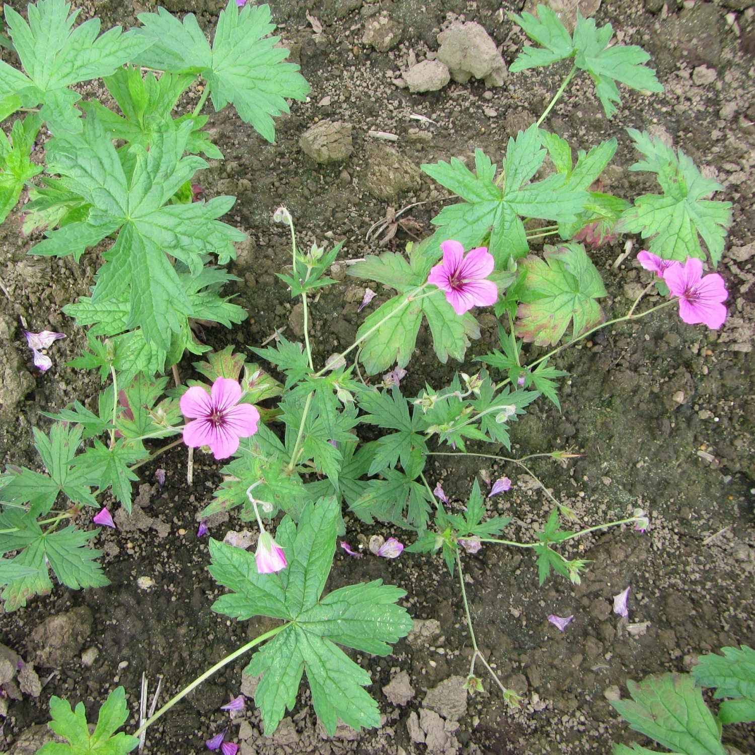 Geranium - Patricia (Perennial) - Image 4