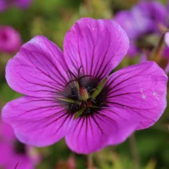 Geranium - Patricia (Perennial)
