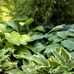 Hosta - Giants Collection