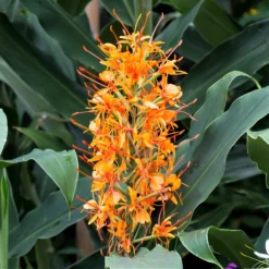 Ginger - Aurantiacum (Fragrant)