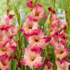 Gladiolus - Apricot Bubblegum