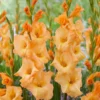 Gladiolus - Arcadia