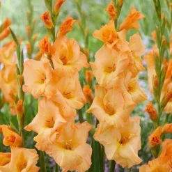 Gladiolus - Arcadia