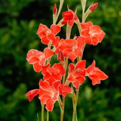 Gladiolus - Atom
