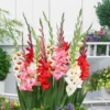 Gladiolus - Bambinos Mix (Dwarf)