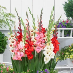Gladiolus - Bambinos Mix (Dwarf)