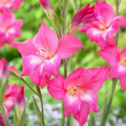 Gladiolus - Charm