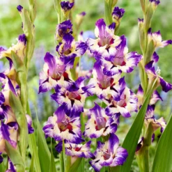 Gladiolus - Circus Color