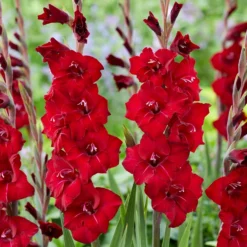Gladiolus - First Blood