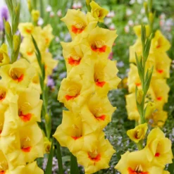 Gladiolus - Matrix