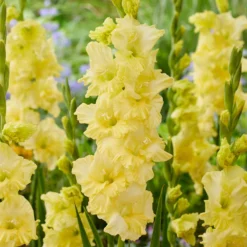 Gladiolus - Morning Gold