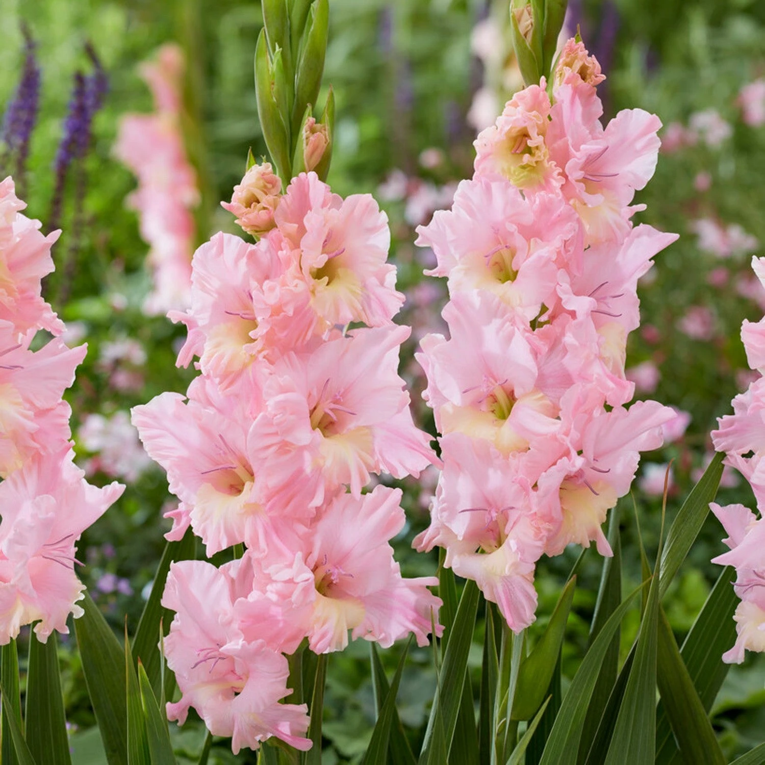 Gladiolus - Pink Lightning