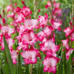 Gladiolus - Pink Pearl