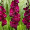 Gladiolus - Ravel