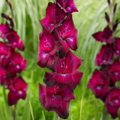 Gladiolus - Ravel