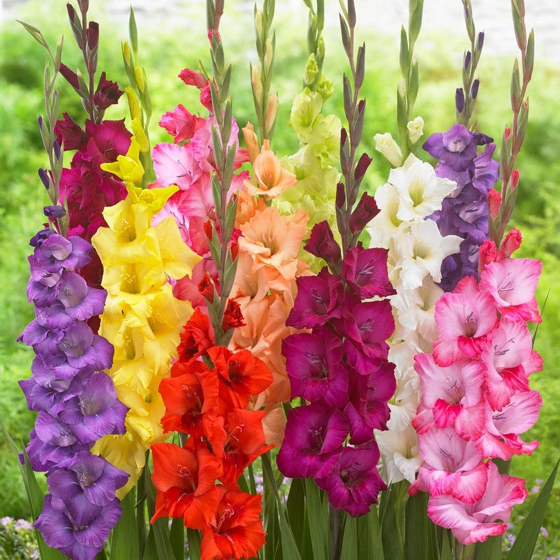 Gladiolus - Artistic Arrangers Mix