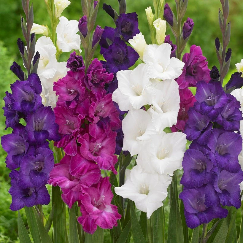 Gladiolus - Berries & Cream Collection